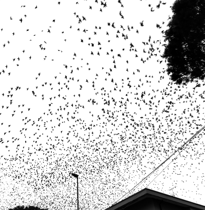 “La fatica di dire tutto alle case” – nota su “Dire tutto alle case” di Thierry&nbsp;Metz