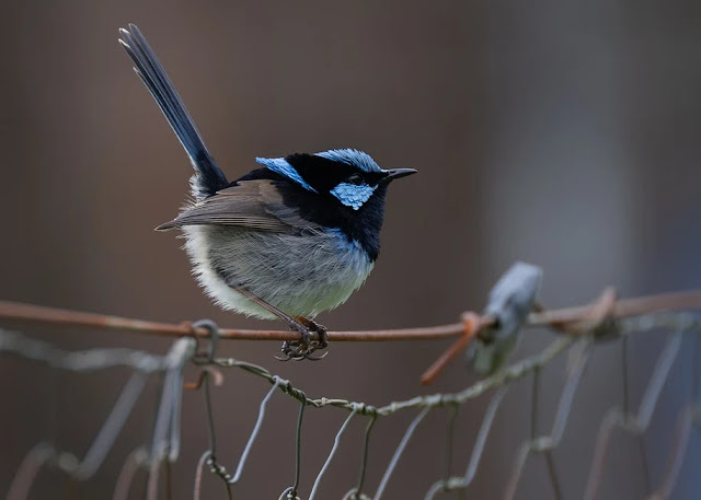 “Tutto si porta via / la scia della nave”: Daniele Ricci