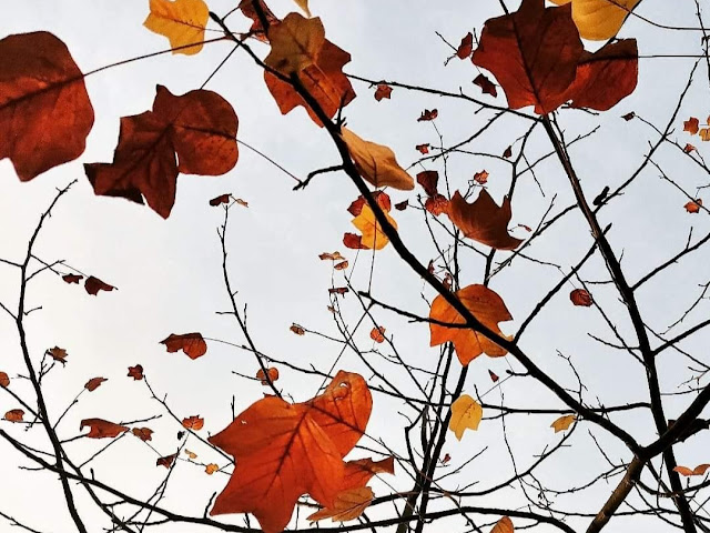 “Nel tuo abbraccio di polvere e di madre / mi arrendo”: Gabriele Greco