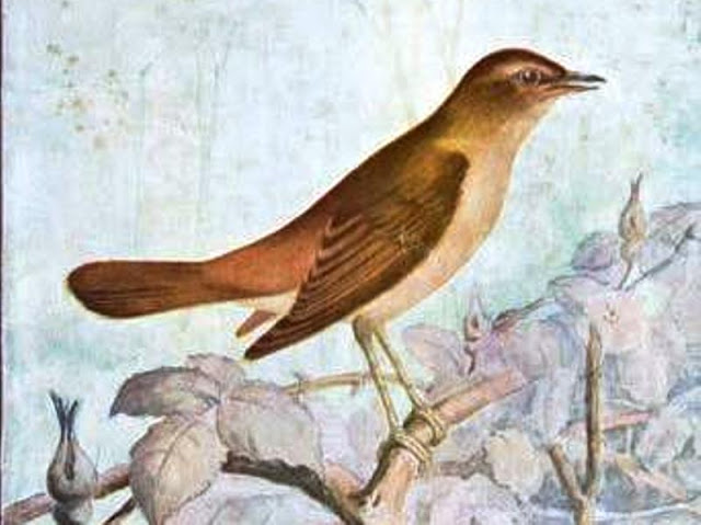 La lingua degli uccelli (IV) – L'usignolo, il principe notturno dei cantori