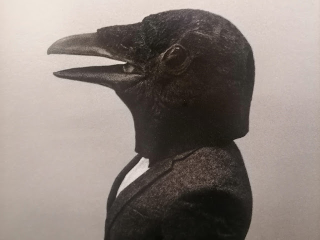 La lingua degli uccelli (VII) – Corvi, cornacchie & C. (parte I)