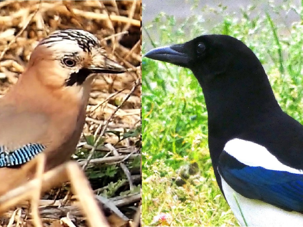 La lingua degli uccelli (IX) – Altri corvidi: Gazze e Ghiandaie