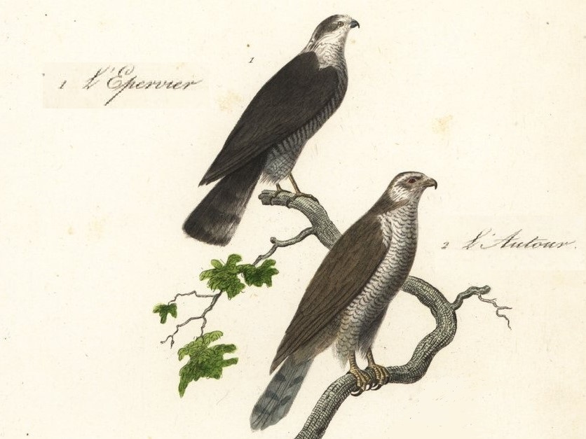 La lingua degli uccelli (XV) – I prìncipi dell’aria/1. Lo Sparviero e&nbsp;l’Astore