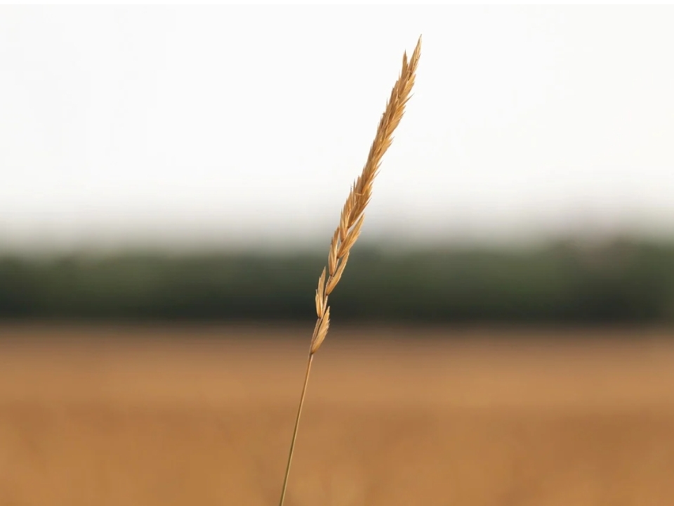 Ester Monachino legge “nell’ora dell’aurora” di Daìta&nbsp;Martinez