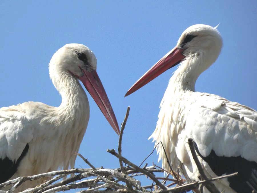 La lingua degli uccelli (XXVI)- La Cicogna, lontana dagli occhi, lontana… dai versi