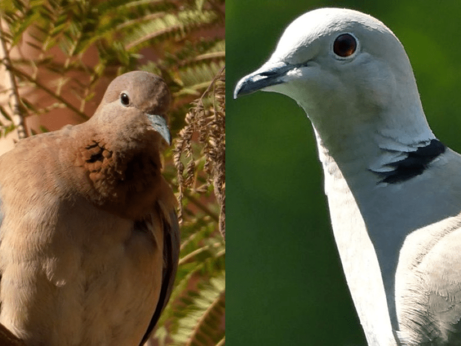 La lingua degli uccelli (XXVIII) – La profezia delle Tortore: una storia di declino ed&nbsp;espansione