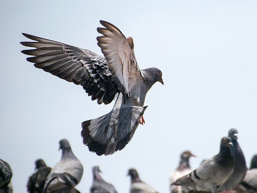 La lingua degli uccelli (XXX)- Columba livia: lo strano caso della miss Colomba e del dottor Piccione. Seconda&nbsp;parte