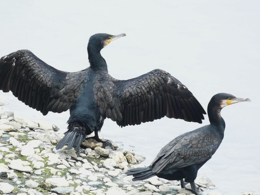 La lingua degli uccelli (XXXI)- Il nero e lo smeraldo dei Cormorani, tra precisione ornitologica e visioni poetiche