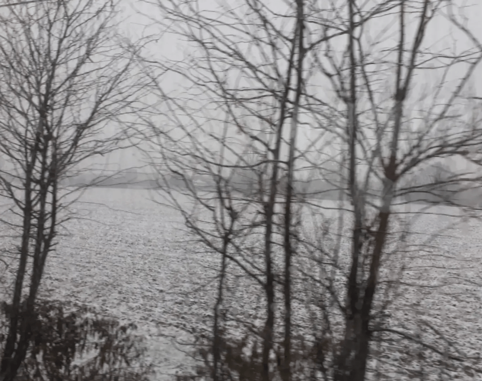 Aitia (I): gli alberi nella poesia di Eva&nbsp;Ström