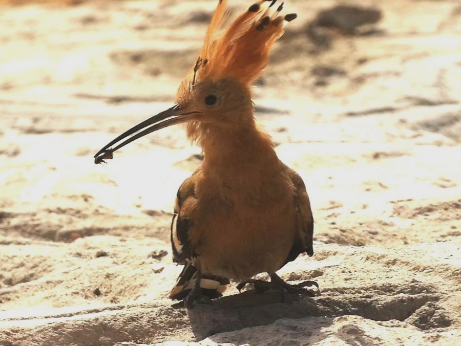 La lingua degli uccelli (XXXIII)- L’Upupa, dall’ombra dei sepolcri al raggio di&nbsp;sole